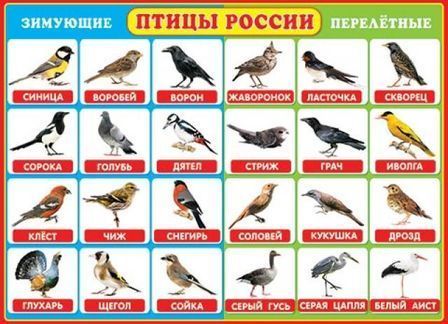 Плакат ПТИЦЫ РОССИИ (зимующие и перелетные) Мир открыток | Плакаты