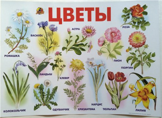Растения на букву ш. Растения. Плакат. Цветы названия для дошкольников. Цветочный плакат. Названия цветов для дошкольников.
